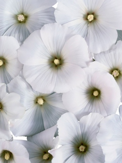 Das White Flowers Wallpaper 240x320