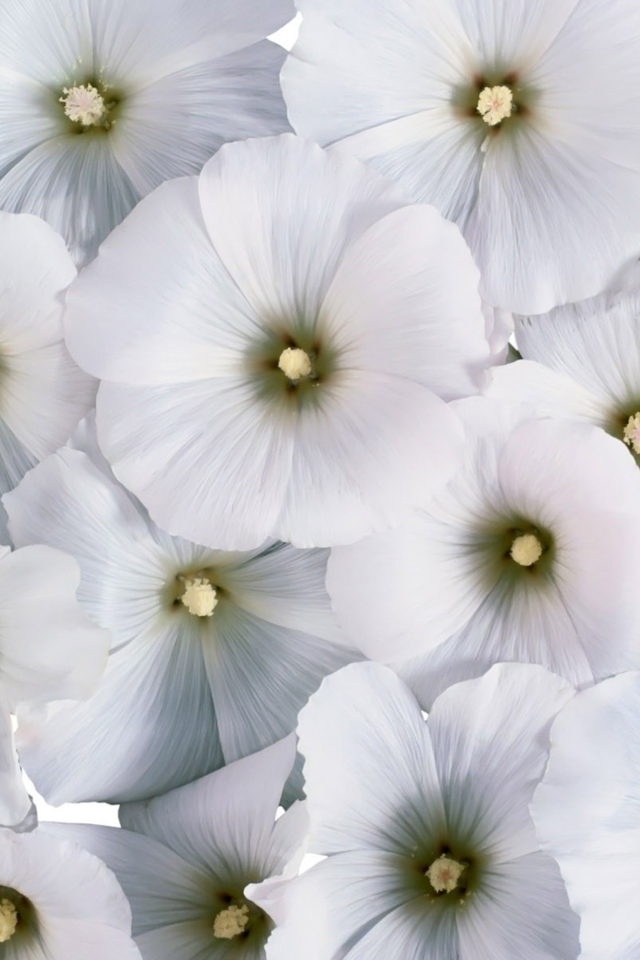 Screenshot №1 pro téma White Flowers 640x960