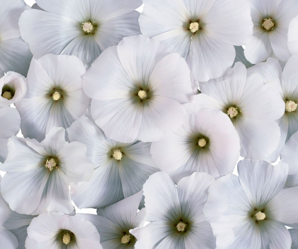 Screenshot №1 pro téma White Flowers 960x800