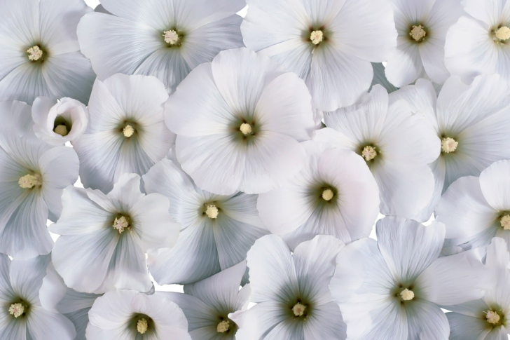 White Flowers wallpaper