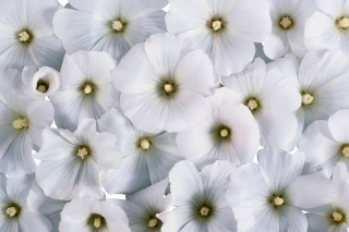 White Flowers Background for Android, iPhone and iPad