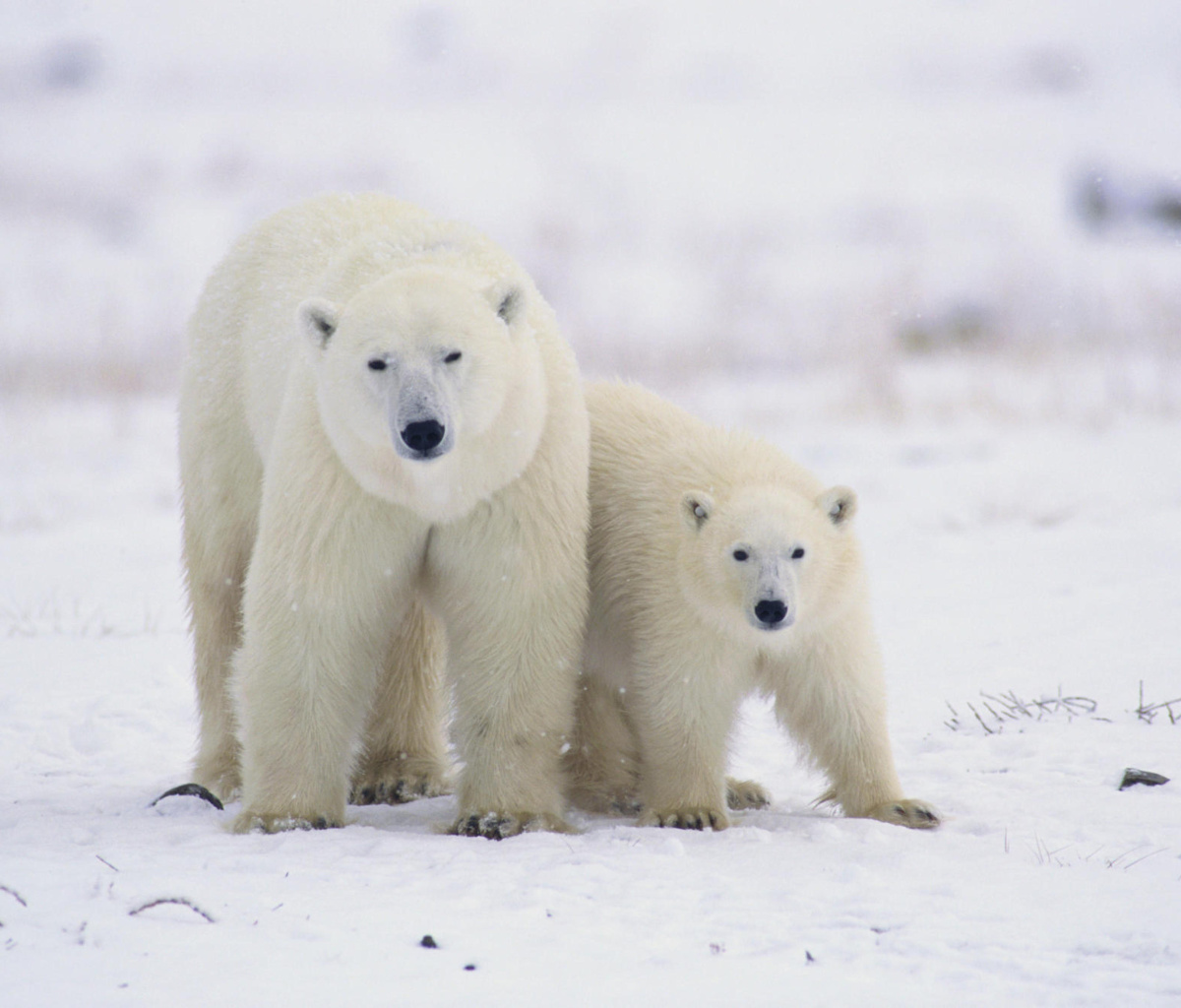 Screenshot №1 pro téma Polar Bears in Canada 1200x1024
