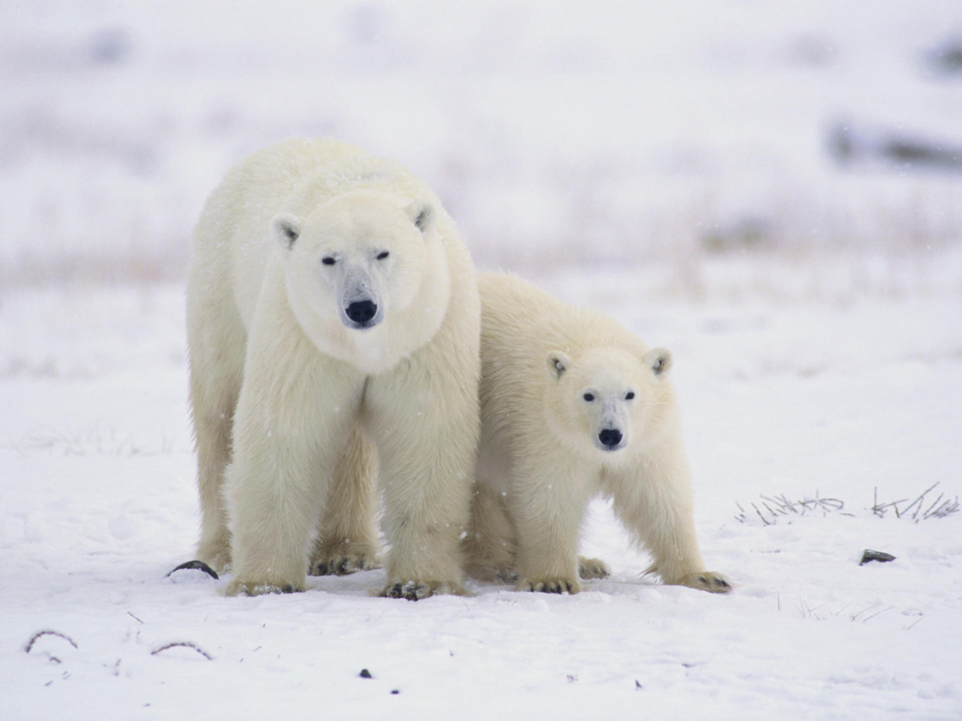 Screenshot №1 pro téma Polar Bears in Canada 1400x1050