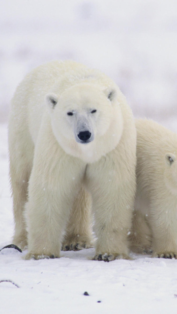 Fondo de pantalla Polar Bears in Canada 360x640