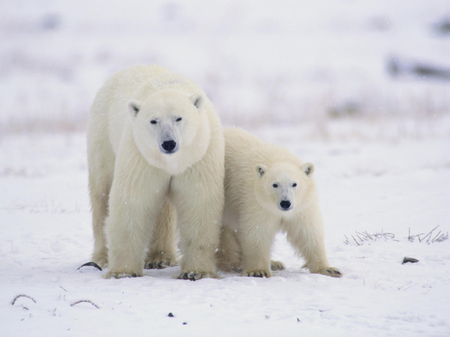 Screenshot №1 pro téma Polar Bears in Canada 640x480