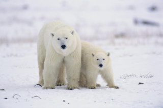 Polar Bears in Canada - Obrázkek zdarma pro Samsung Galaxy Q