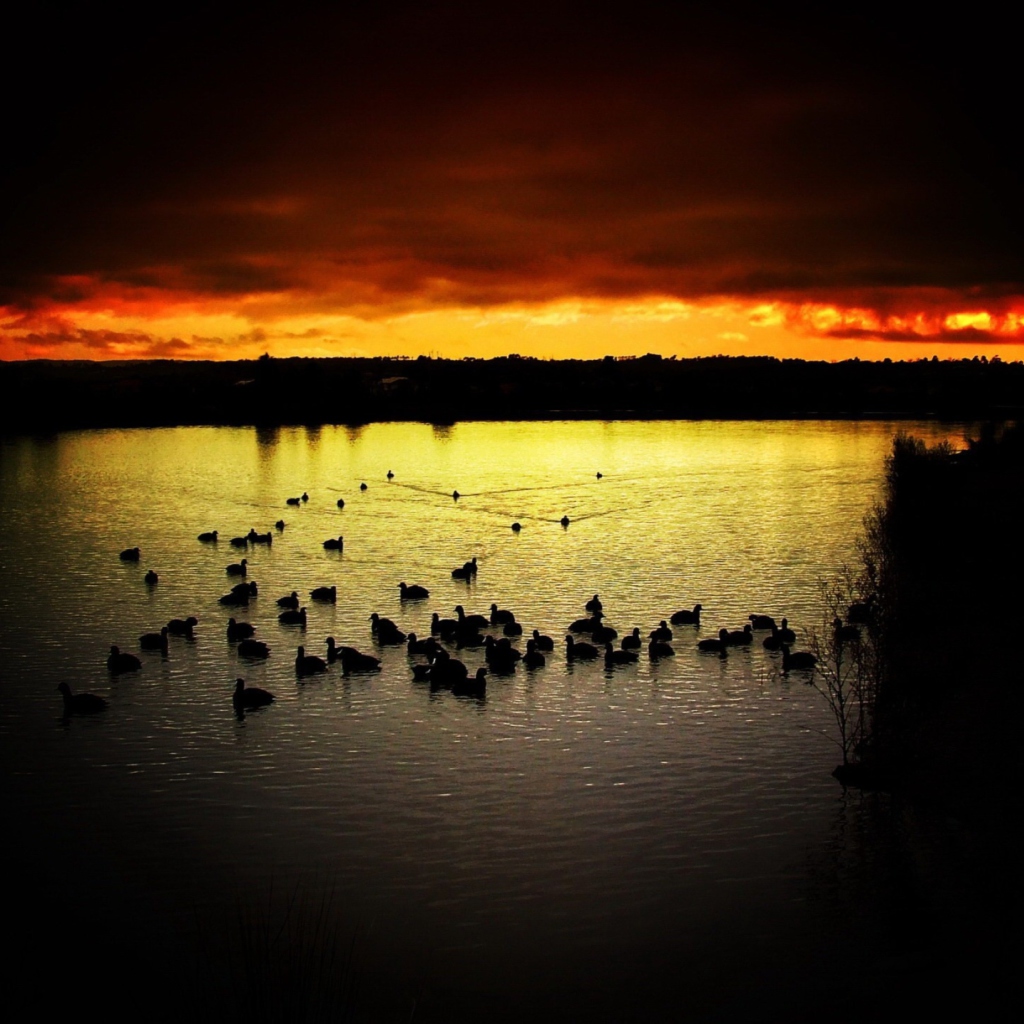 Das Ducks On Lake At Sunset Wallpaper 1024x1024