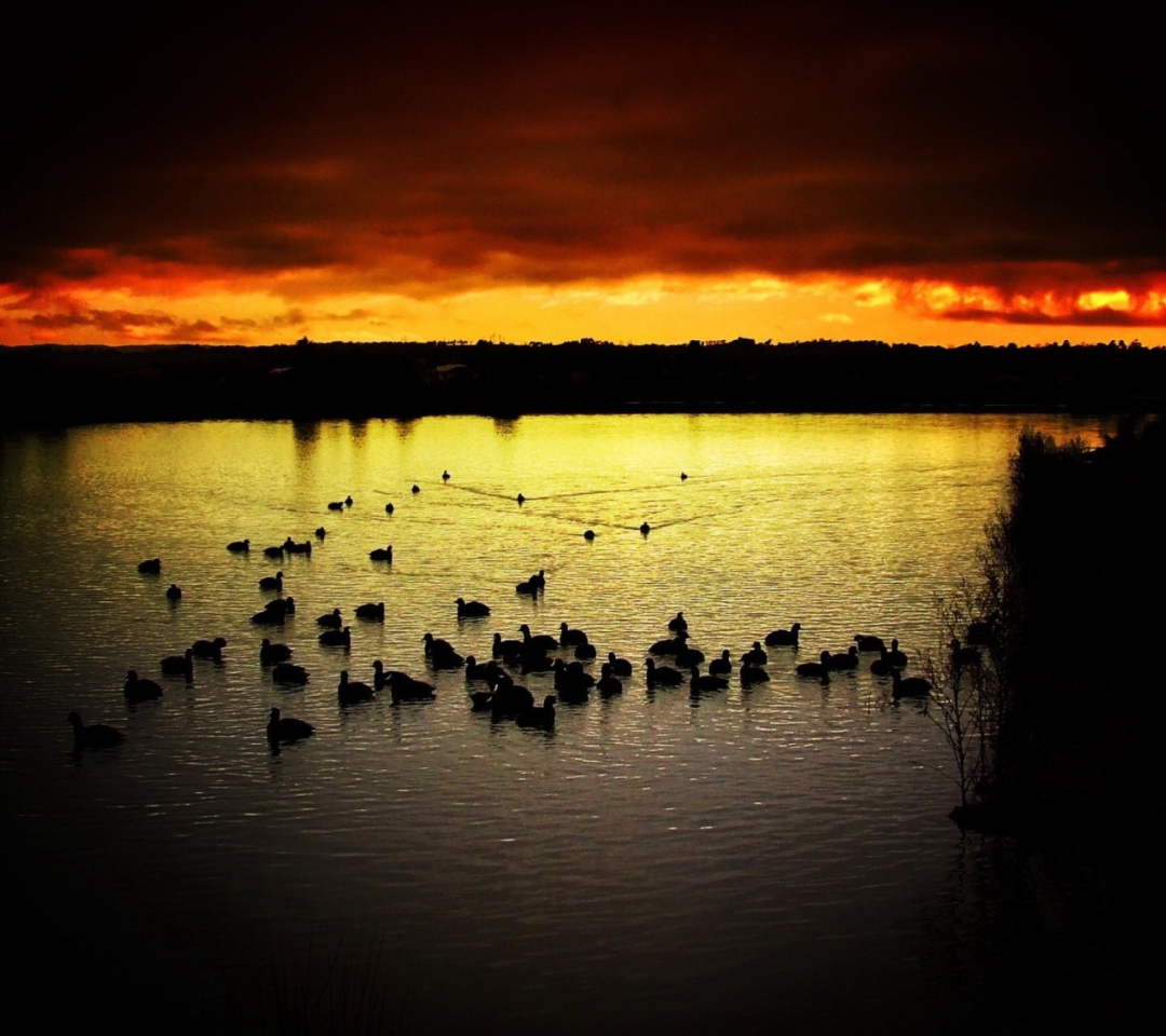 Das Ducks On Lake At Sunset Wallpaper 1080x960