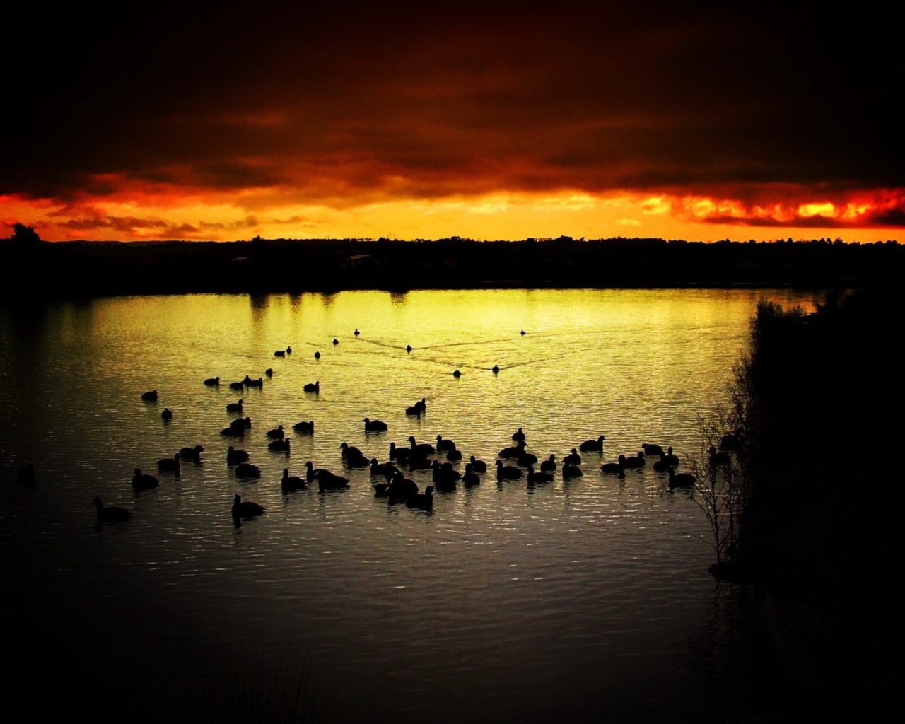 Screenshot №1 pro téma Ducks On Lake At Sunset 1280x1024