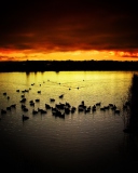 Ducks On Lake At Sunset wallpaper 128x160