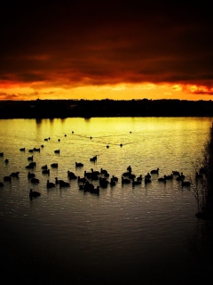 Screenshot №1 pro téma Ducks On Lake At Sunset 240x320