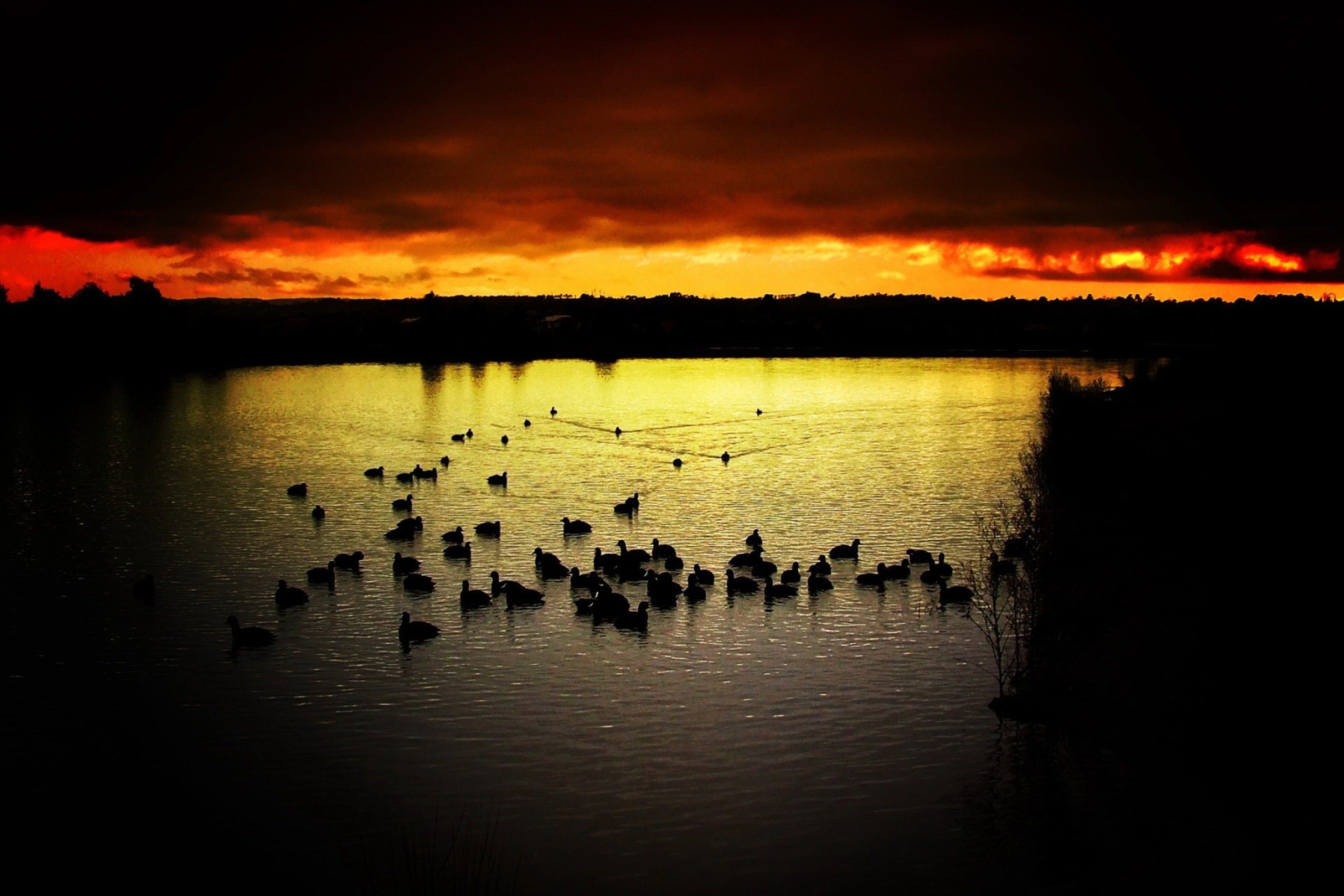 Screenshot №1 pro téma Ducks On Lake At Sunset 2880x1920