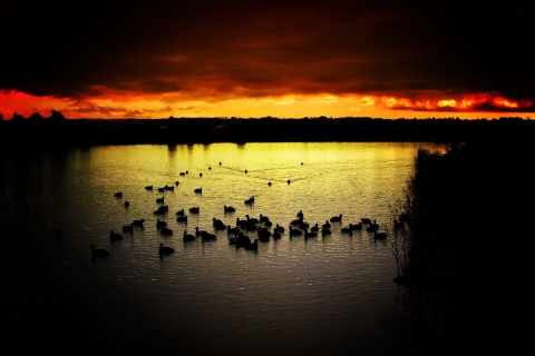 Sfondi Ducks On Lake At Sunset 480x320