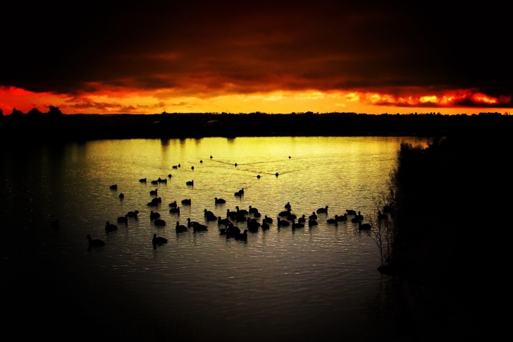 Ducks On Lake At Sunset wallpaper