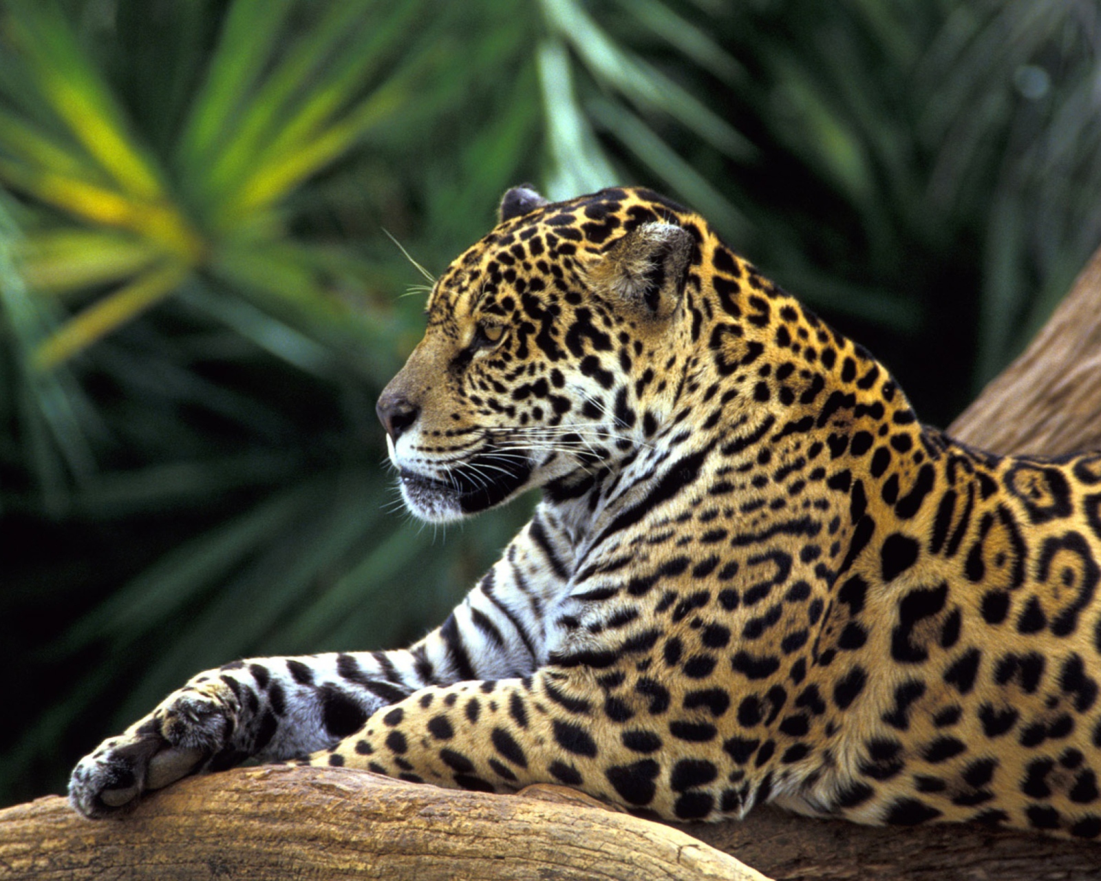 Das Jaguar In Amazon Rainforest Wallpaper 1600x1280