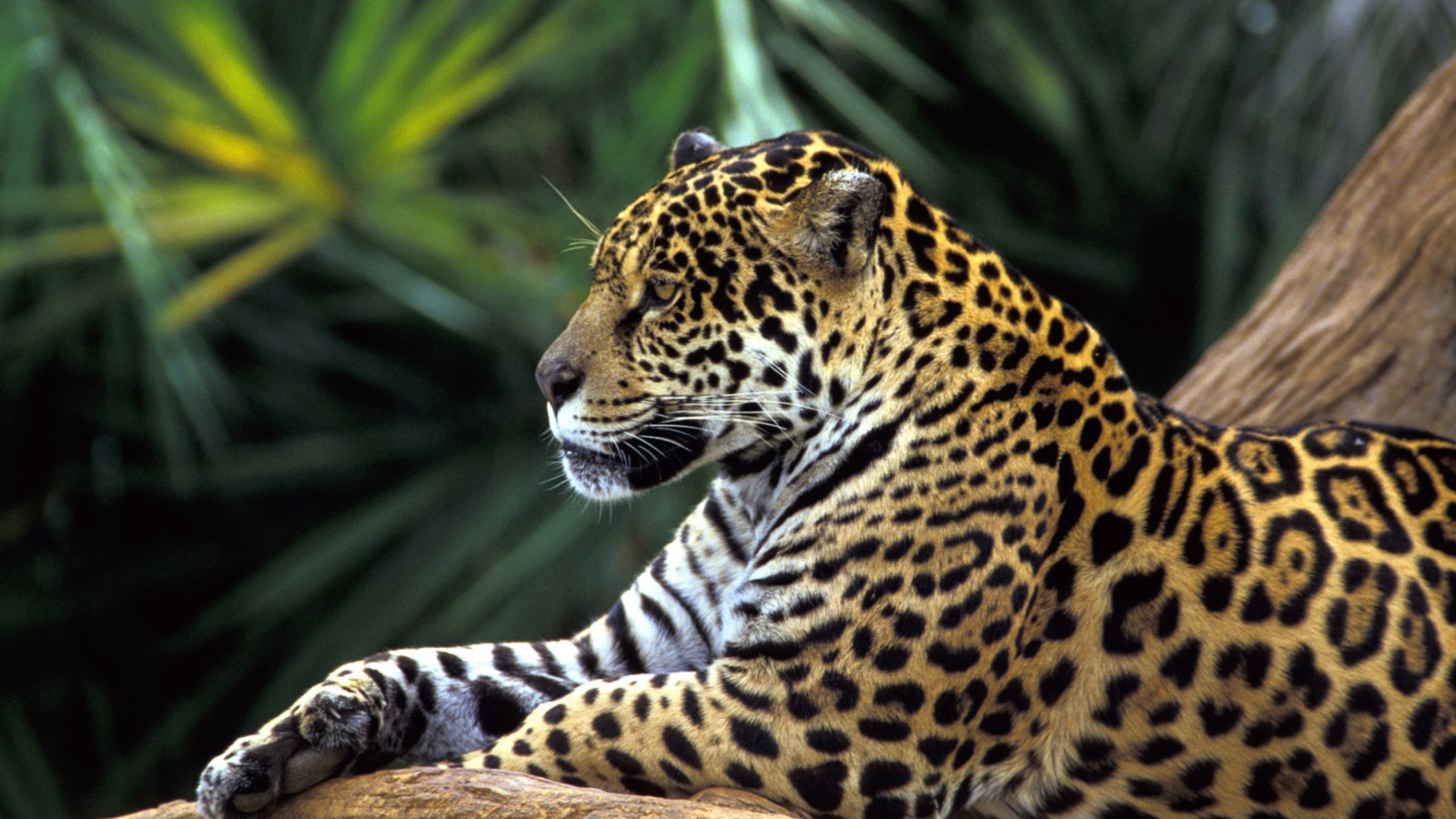 Screenshot №1 pro téma Jaguar In Amazon Rainforest 1600x900