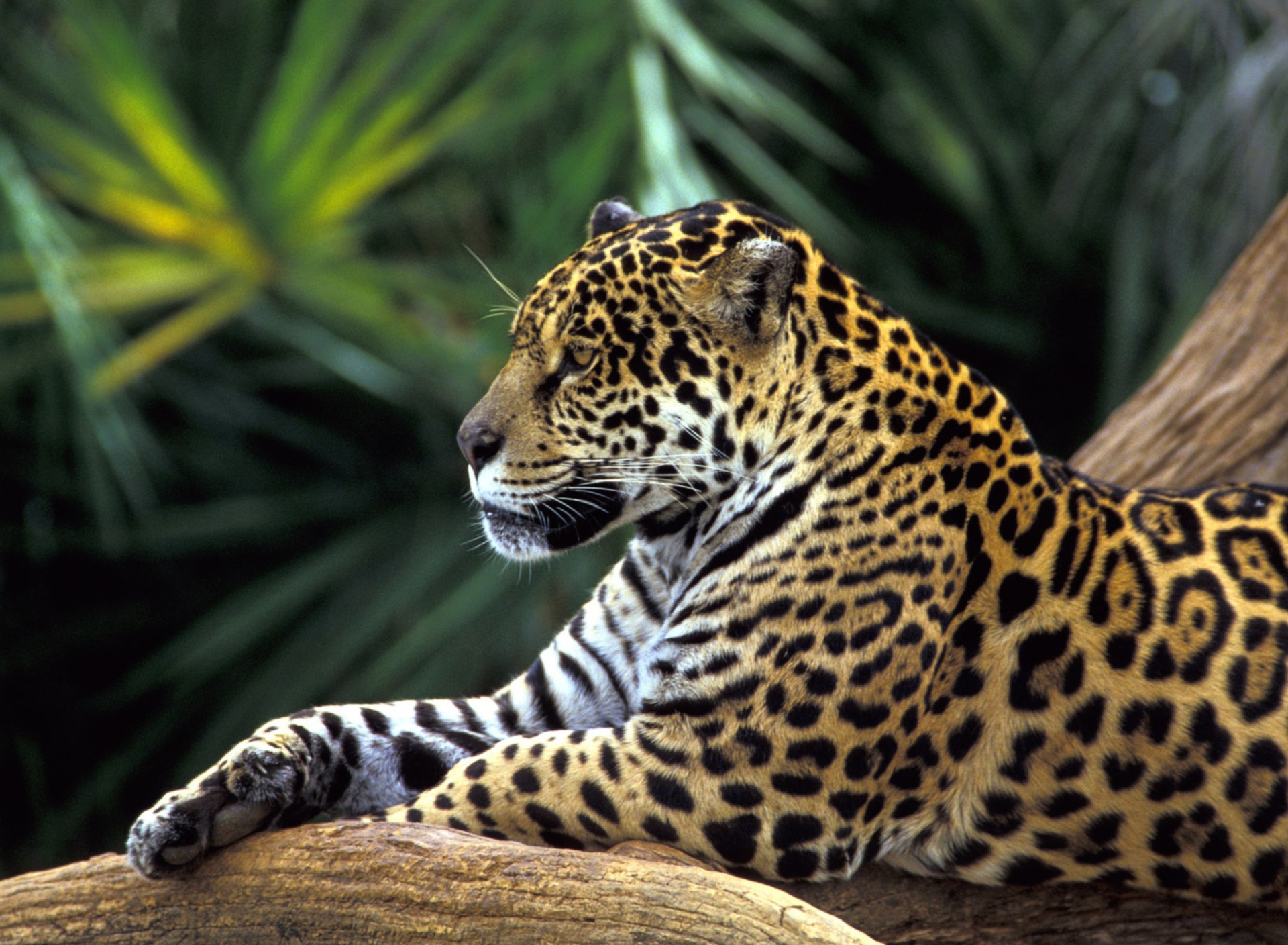 Jaguar In Amazon Rainforest wallpaper 1920x1408