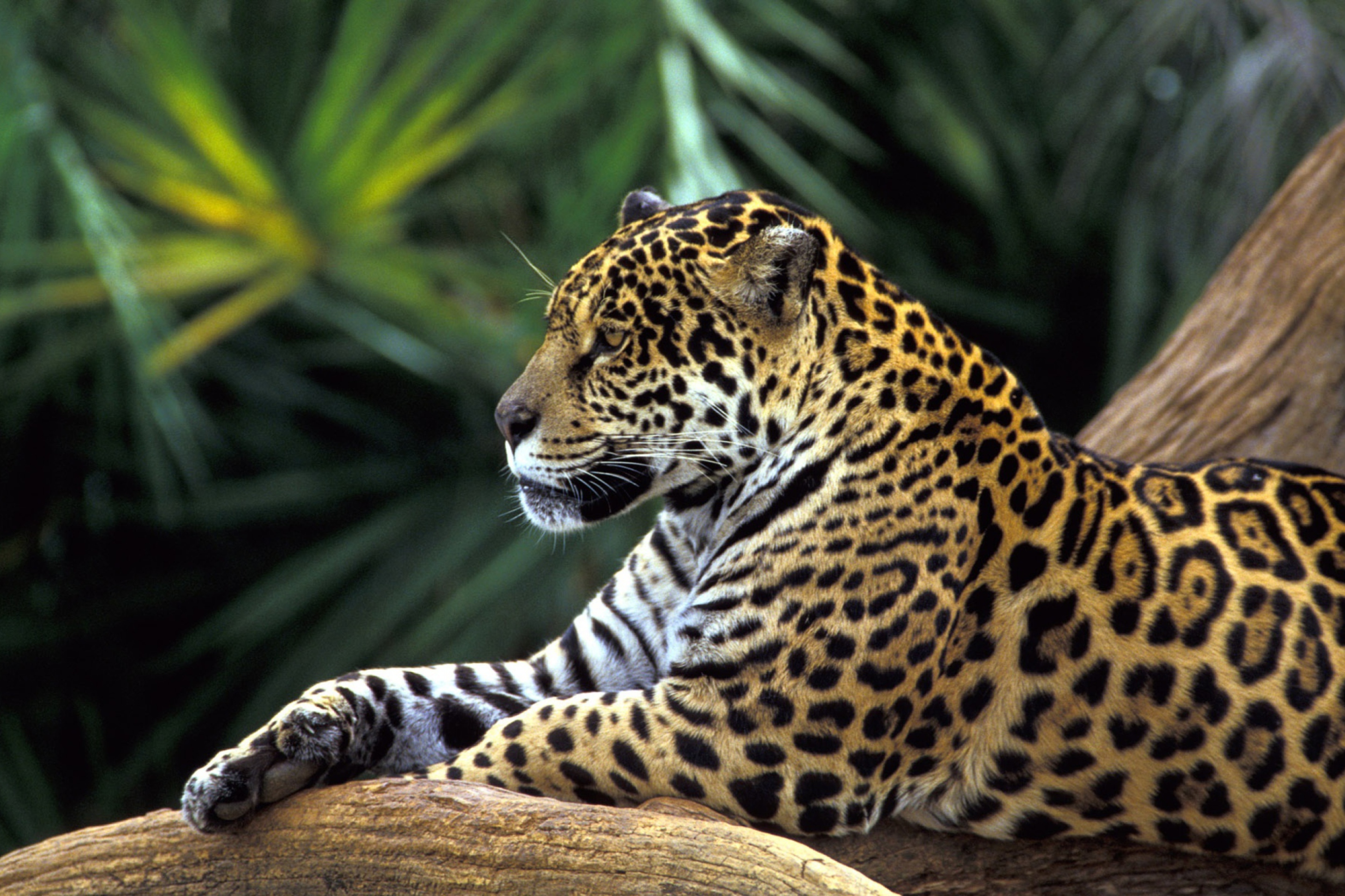 Обои Jaguar In Amazon Rainforest 2880x1920