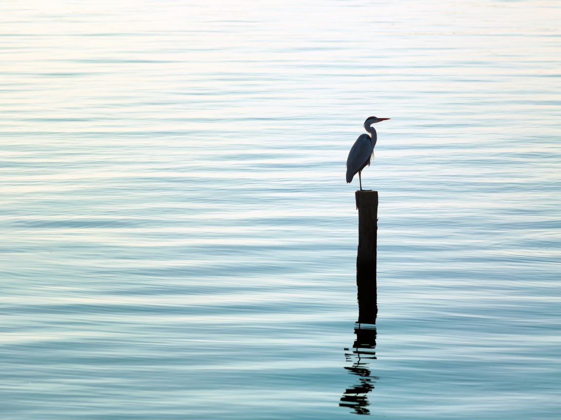 Das Lonely Bird Wallpaper 1152x864