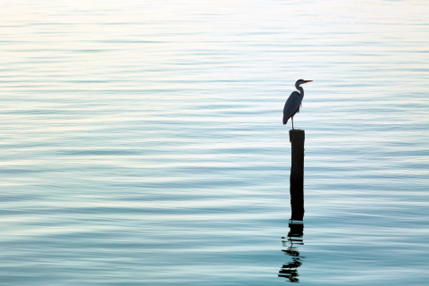 Lonely Bird wallpaper 480x320