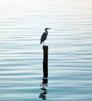 Lonely Bird - Obrázkek zdarma pro iPad mini 2