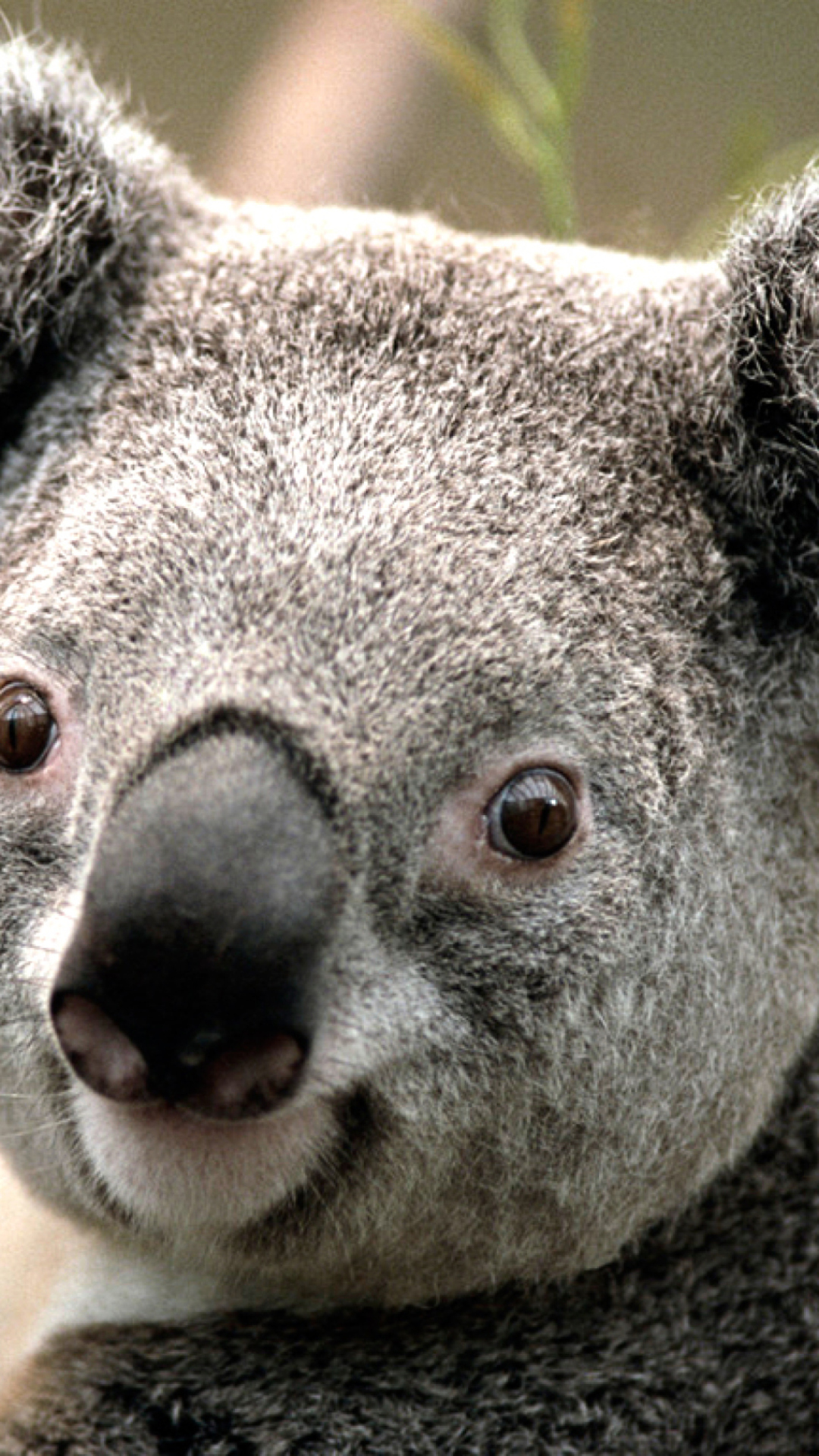 Fondo de pantalla Koala 1080x1920