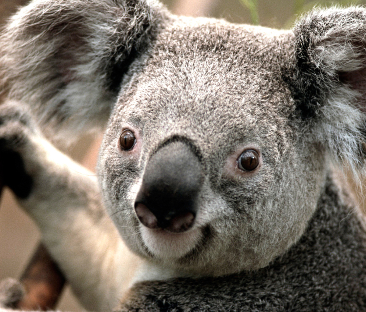 Sfondi Koala 1200x1024