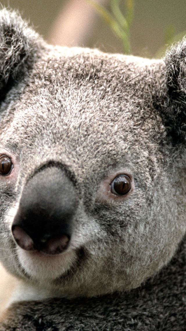 Koala wallpaper 640x1136