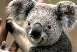 Kostenloses Koala Wallpaper für Android, iPhone und iPad