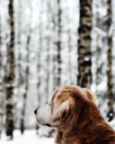 Screenshot №1 pro téma Dog Looking At Winter Landscape 128x160