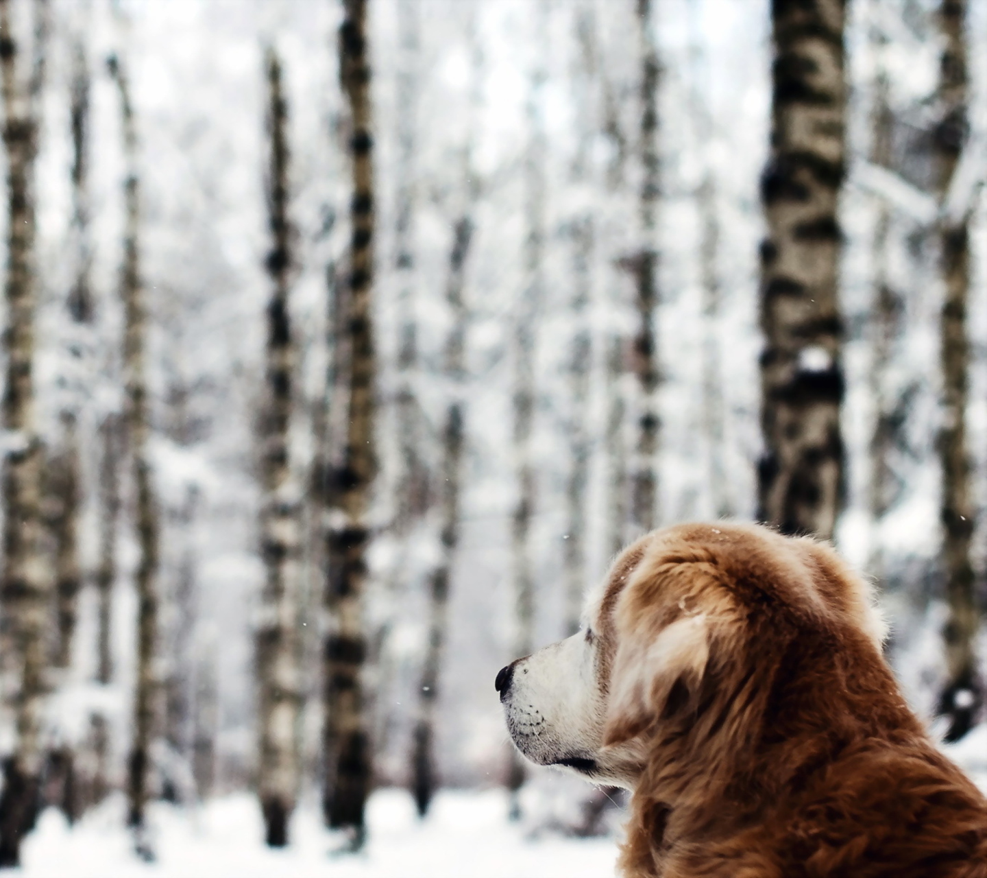 Обои Dog Looking At Winter Landscape 1440x1280