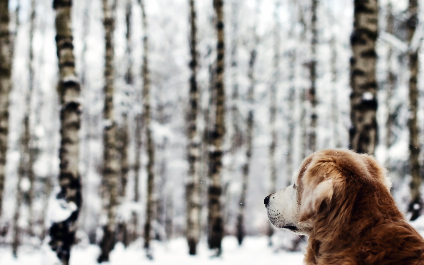 Screenshot №1 pro téma Dog Looking At Winter Landscape 1680x1050
