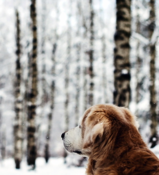 Kostenloses Dog Looking At Winter Landscape Wallpaper für 1024x1024