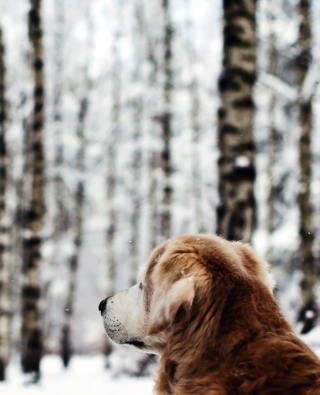 Kostenloses Dog Looking At Winter Landscape Wallpaper für Nokia X3-02