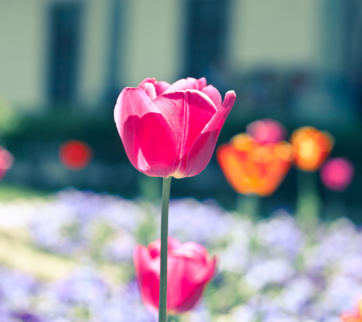 Sfondi Glade tulips 1440x1280