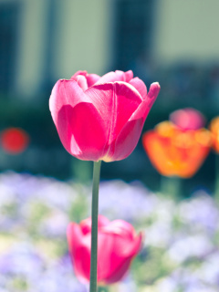 Das Glade tulips Wallpaper 240x320