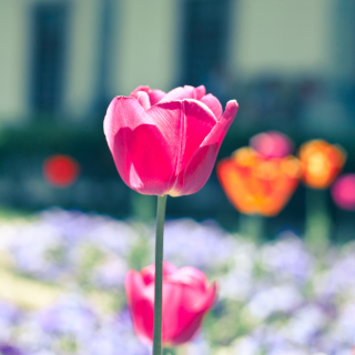 Glade tulips sfondi gratuiti per iPad mini