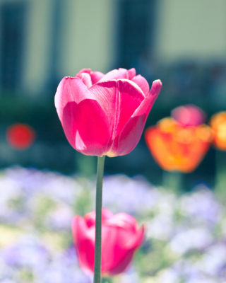 Glade tulips - Obrázkek zdarma pro iPhone 5C