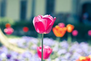 Kostenloses Glade tulips Wallpaper für Android, iPhone und iPad