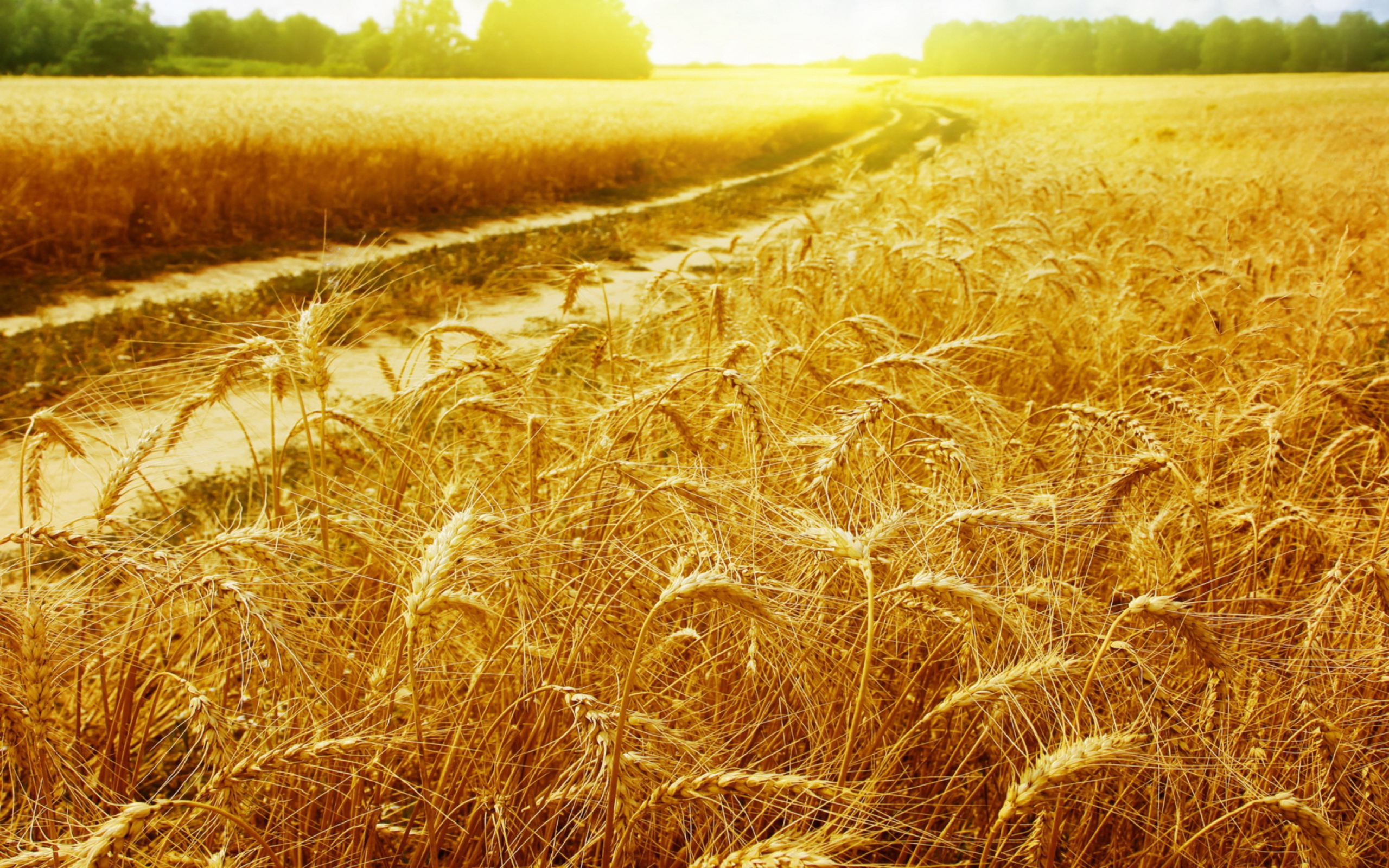 Das Wheat Field Wallpaper 2560x1600