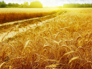 Screenshot №1 pro téma Wheat Field 320x240