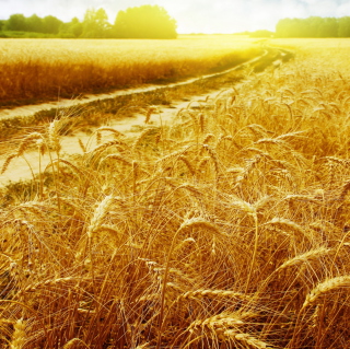 Wheat Field - Obrázkek zdarma pro 208x208