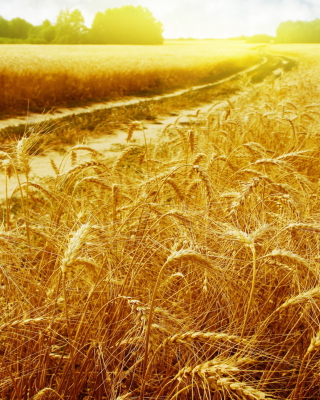 Wheat Field papel de parede para celular para Nokia X6