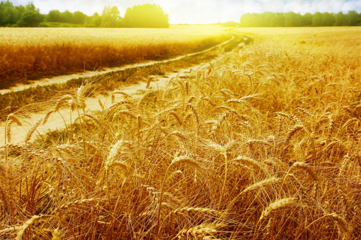 Обои Wheat Field