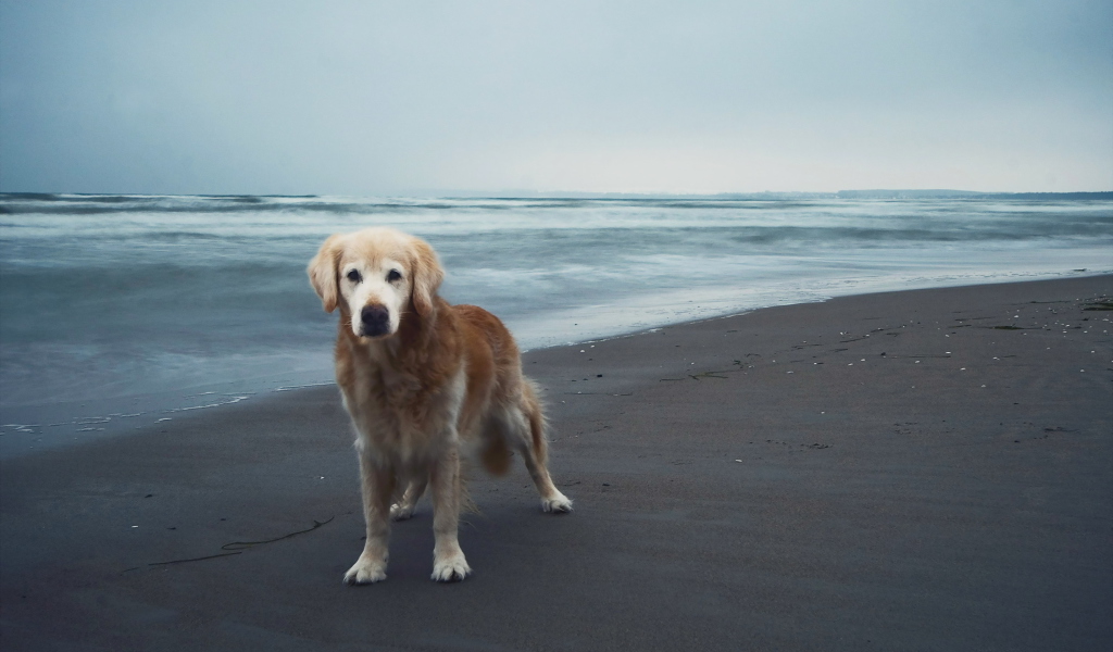 Screenshot №1 pro téma Dog On Beach 1024x600