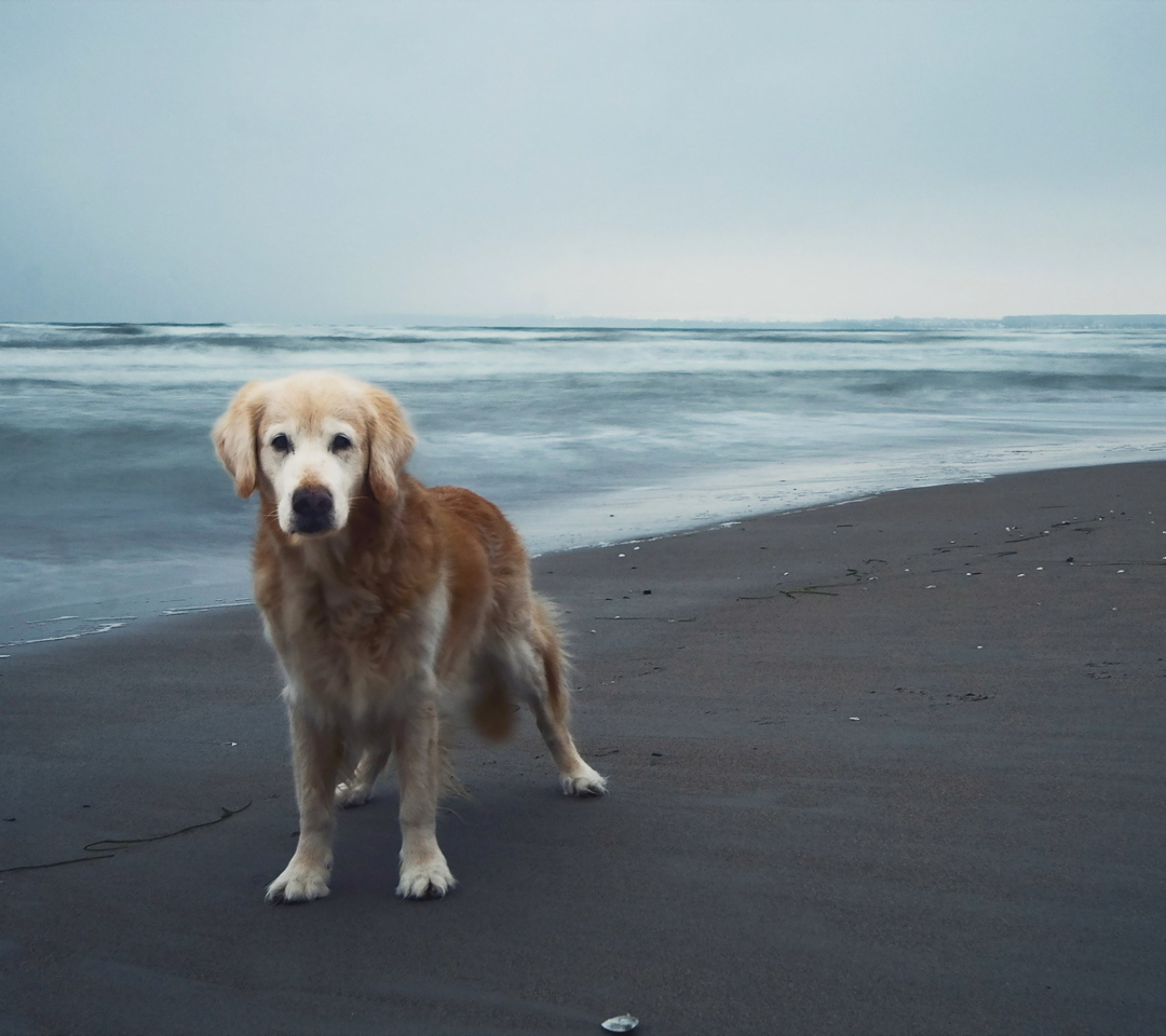 Dog On Beach wallpaper 1080x960