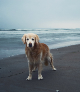 Kostenloses Dog On Beach Wallpaper für iPhone 5