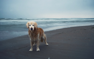 Dog On Beach - Obrázkek zdarma pro 1024x600