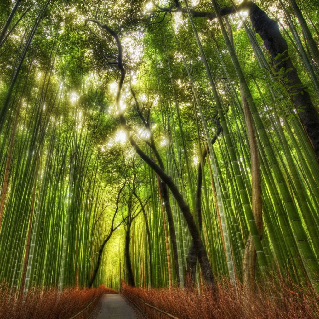 Bamboo Forest wallpaper 1024x1024
