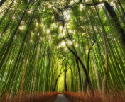 Das Bamboo Forest Wallpaper 176x144